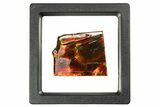 Iridescent Ammolite (Fossil Ammonite Shell) - Fiery Red #310346-1